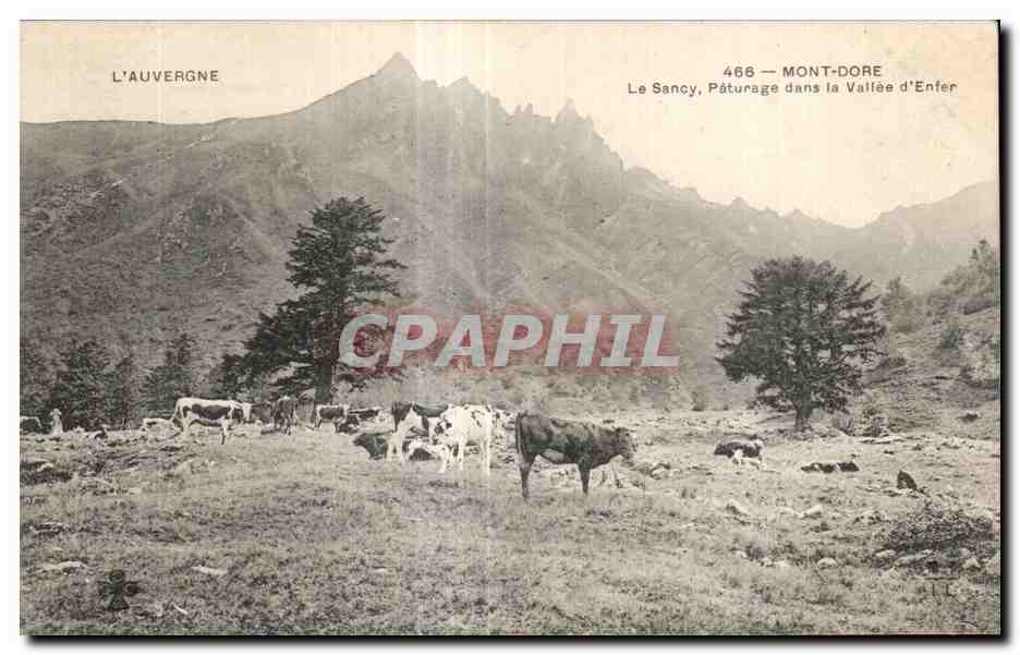 CPA Le Mont Dore Le Sancy Paturage dans la Vallee d Enter Vaches