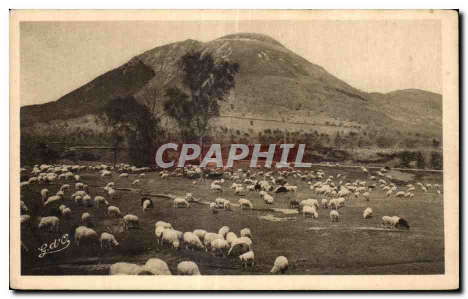 Moutons dans un champ — Montagne en arrière-plan — G.D.C. (photographe)