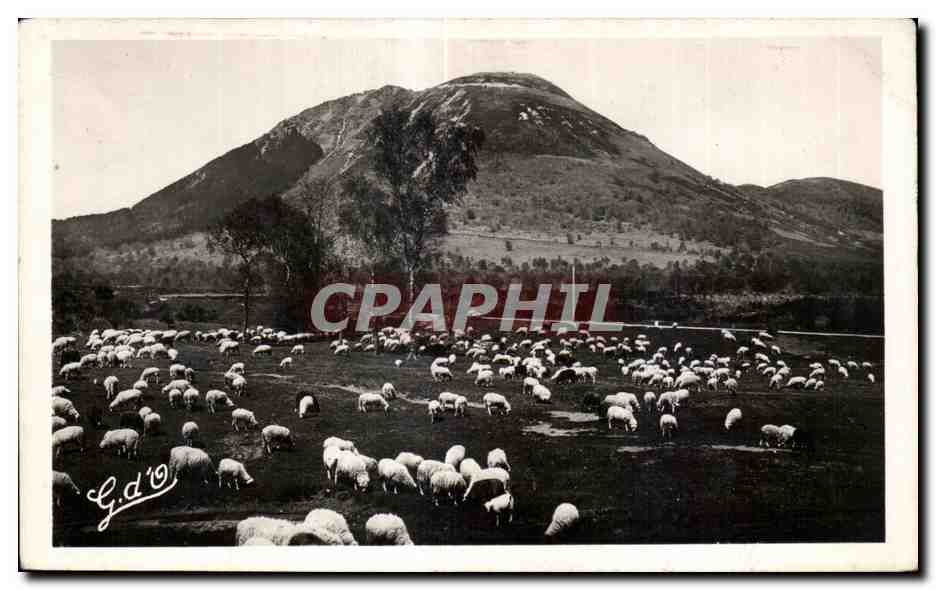 Moutons dans un champ — montagne en arrière-plan — G.d'0