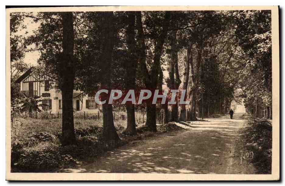 Allée d'arbres — maison à colombages — éditeur CPAPHIL, n° 109