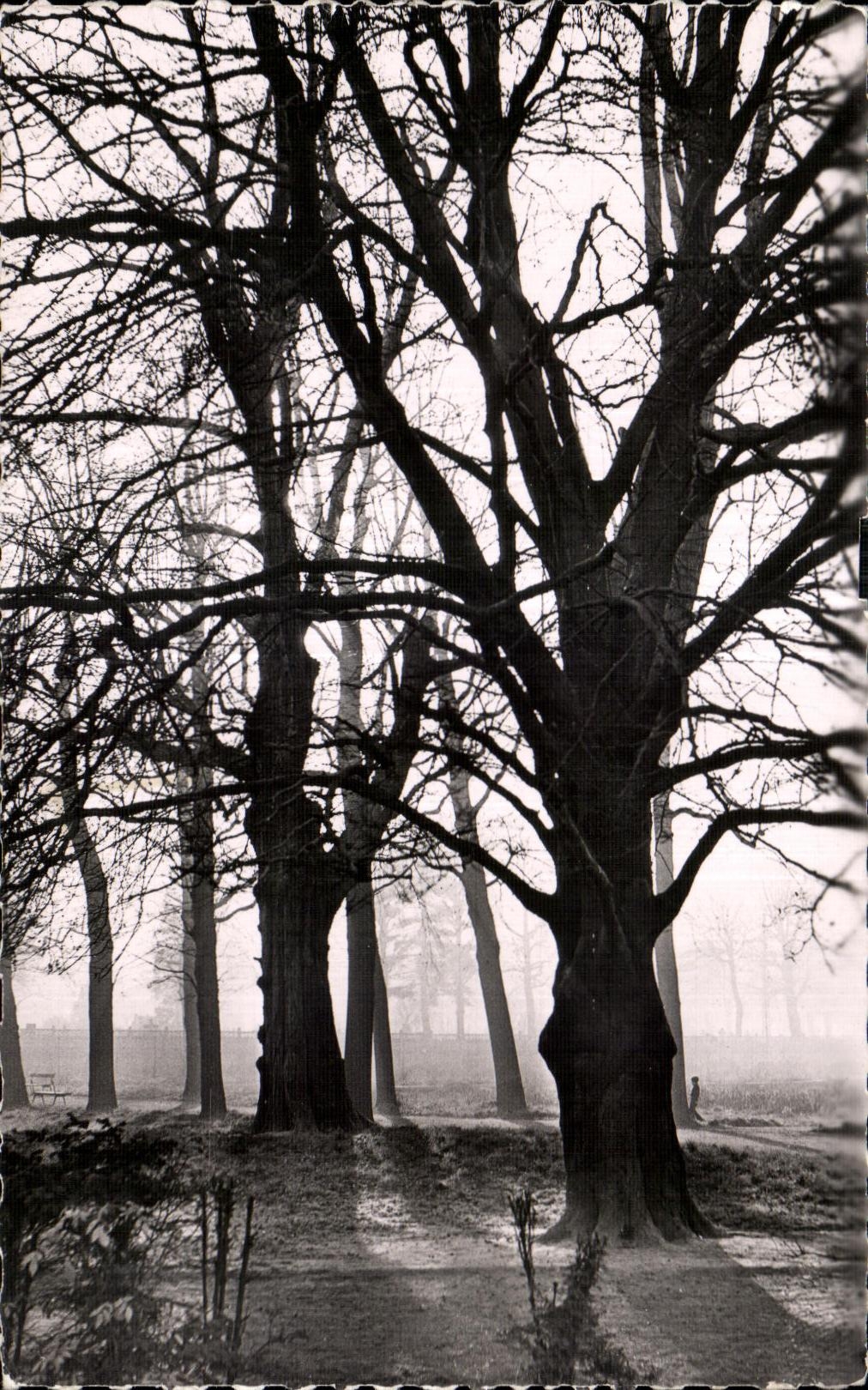 Le Jardin Botanique - la Madeleine - CPA 