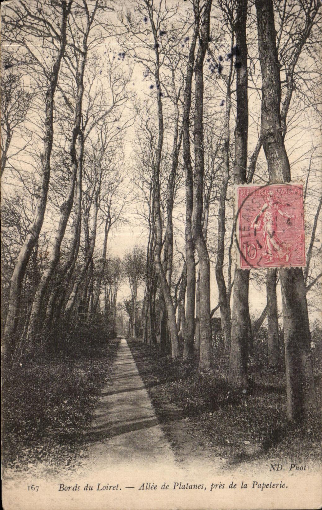 Bords du Loiret — Allée de Platanes, près de la Papeterie — ND. Phot. n°167