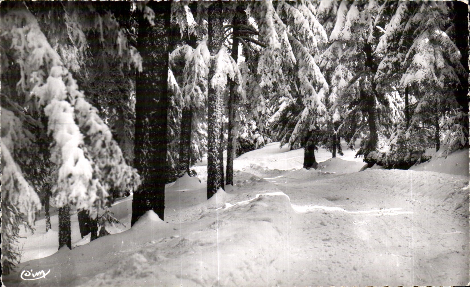 Champagnac-le-Vieux (Hte-Loire) — Les bois de sapins en hiver — COMBIER (S.-et-L.)