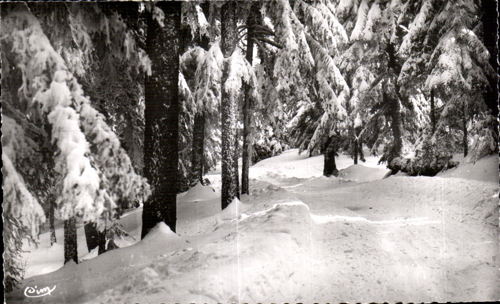 Champagnac-le-Vieux (Hte-Loire) — Les bois de sapins en hiver — IMP. COMBIBIER MACON