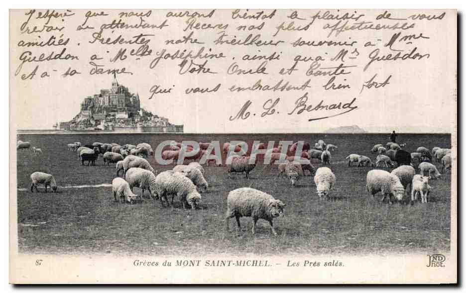CPA Greves du Mont-Sant-Michel - Les Pres Sales Moutons Sheep 