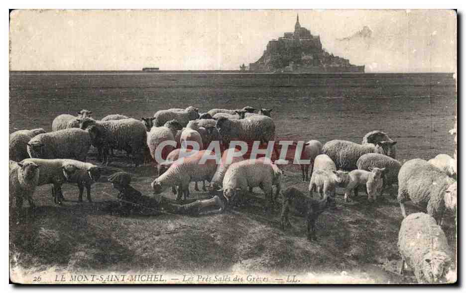 CPA Le Mont saint michel Le pres sales des greves Mouton Berger 