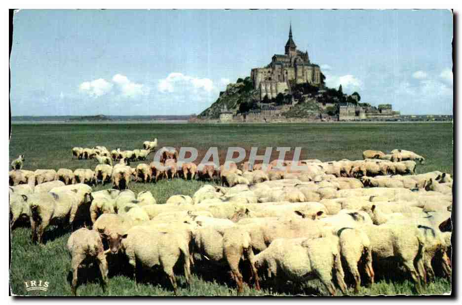 CPA Le Mont saint michel Le pres sales des greves Moutons Sheep