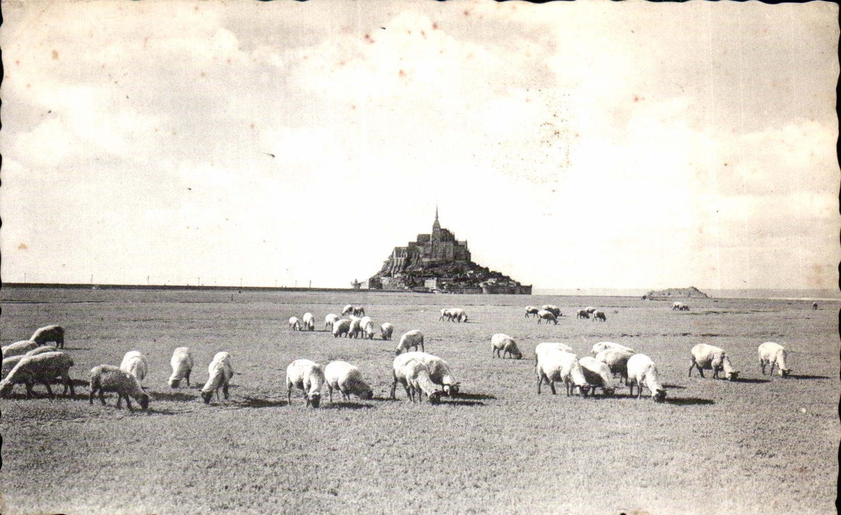 Mont Saint-Michel — Moutons paissant — Éditeur : Le Mont Saint-Michel, Prés salés sur les Grèves