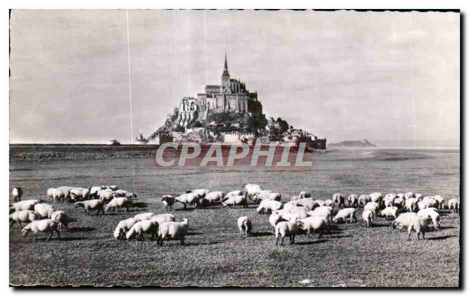 Mont Saint-Michel — Les célèbres « Prés Salés » — Photo Hizet-Pontlarson 134
