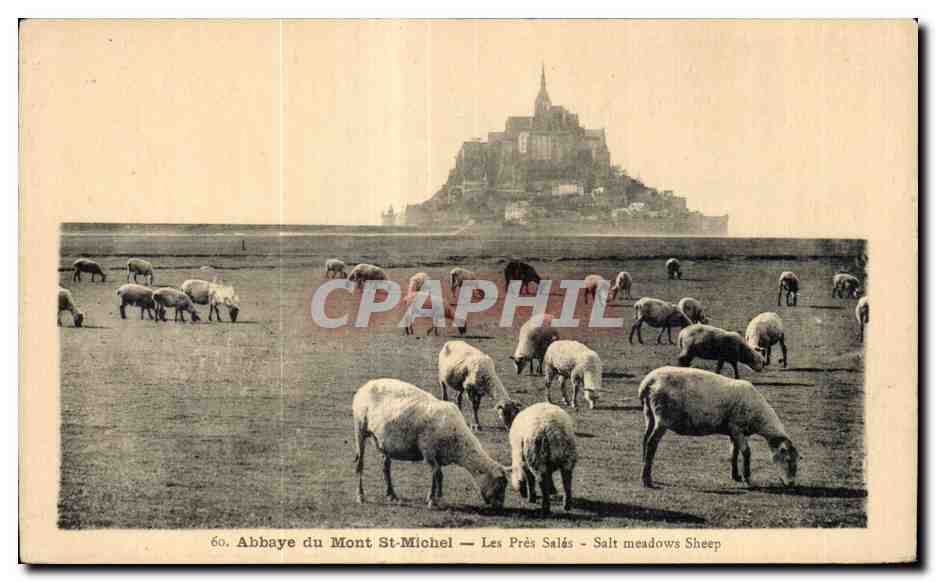 Abbaye du Mont-St-Michel — Les Prés Salés — Salt meadows Sheep