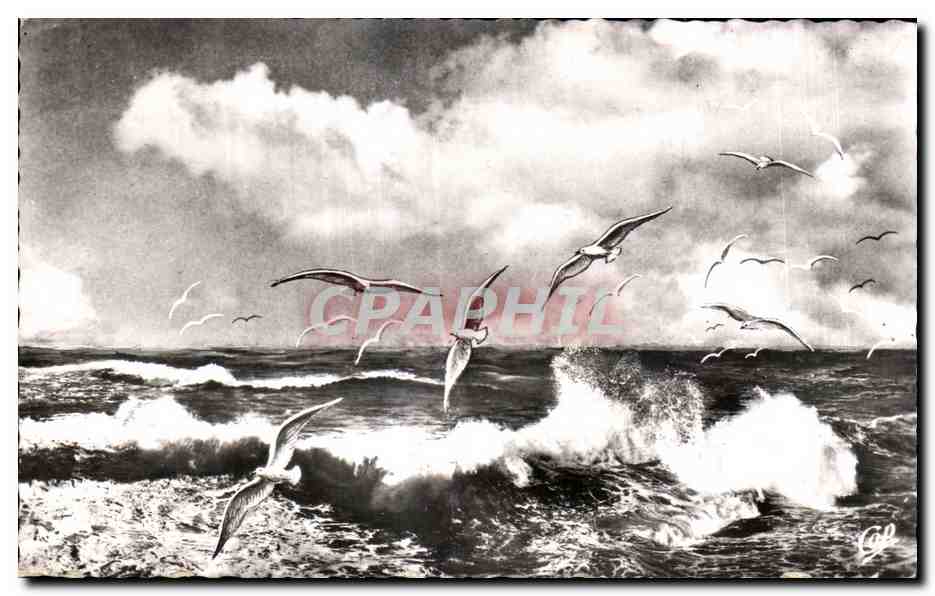 Vol de Mouettes sur la Mer — PP 19 — Éditeur : C. des Arts Photomécaniques, Paris