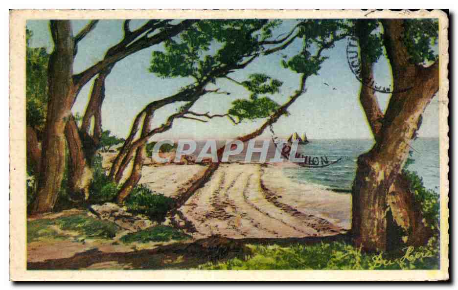 CPA L Ile De Noirmoutier Bois de la Cbaize