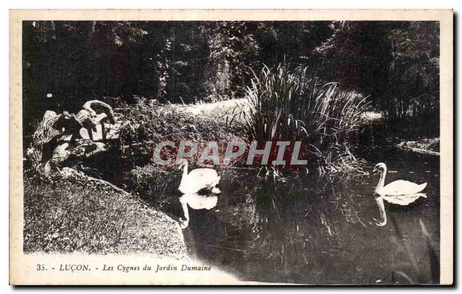 Luçon - Les Cygnes du Jardin Dumaine — n°35, éditeur G. Artasod, Nantes