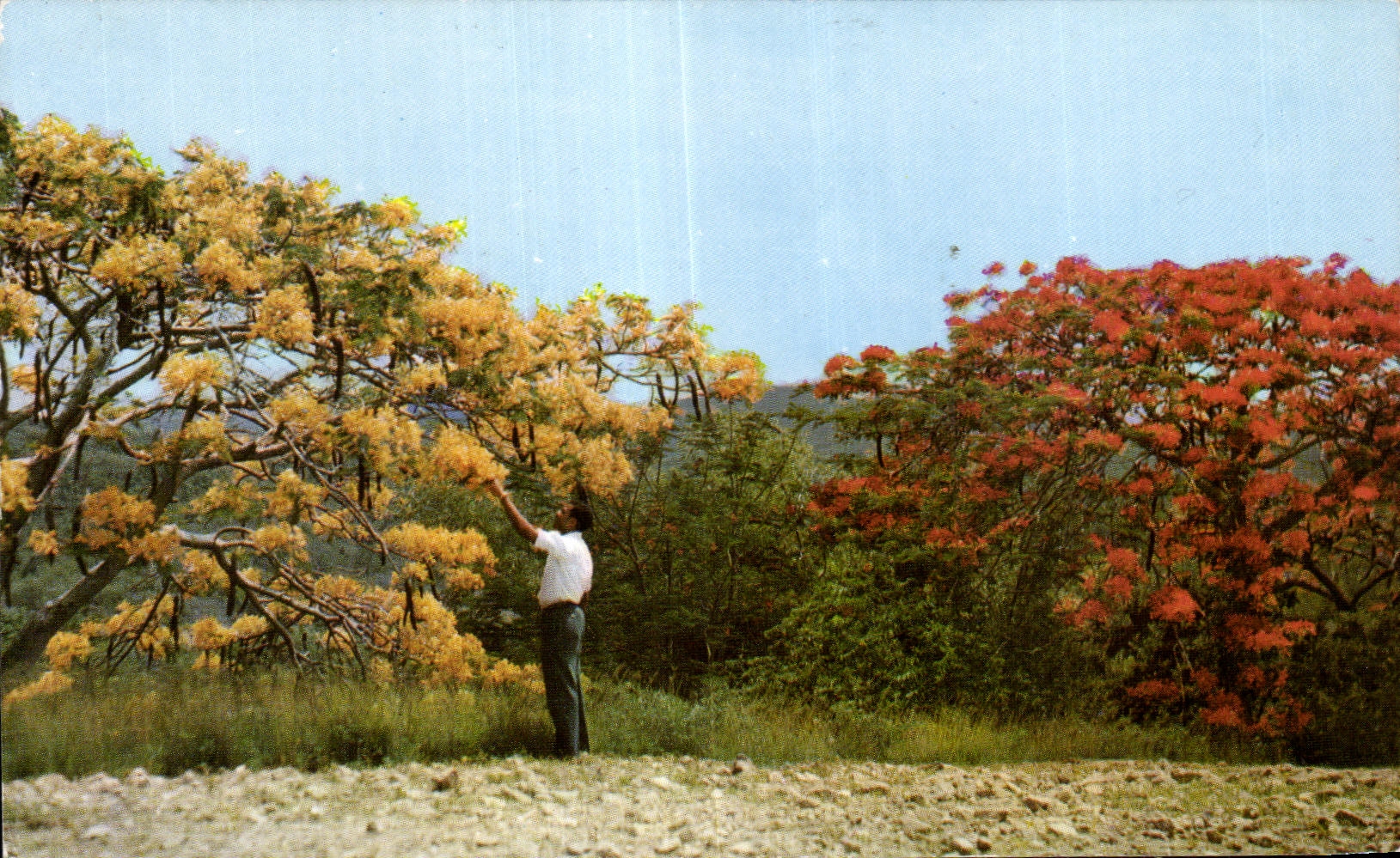 CPM Martinique La campagne en fleurs Flamboyants jaune et rouges