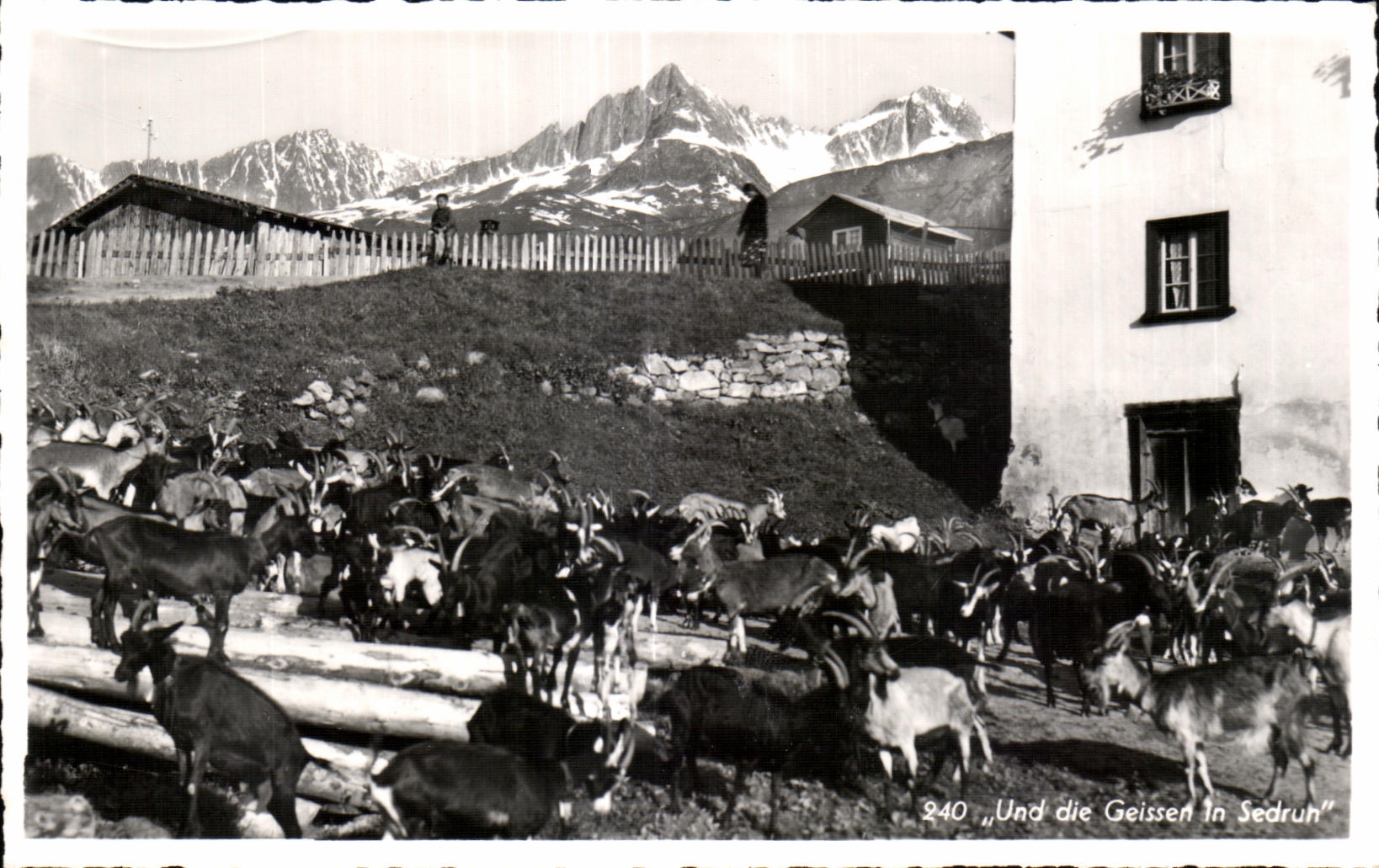 Les chèvres à Sedrun — vue alpine — Photo Th. Schmid Sedrun, n° 240