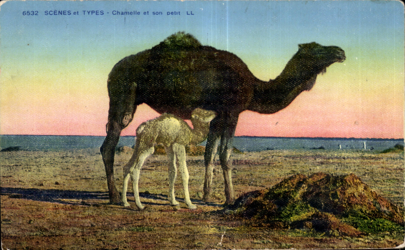 CPA Maroc Scenes et Types Chamelle et son petit Camel Chameau