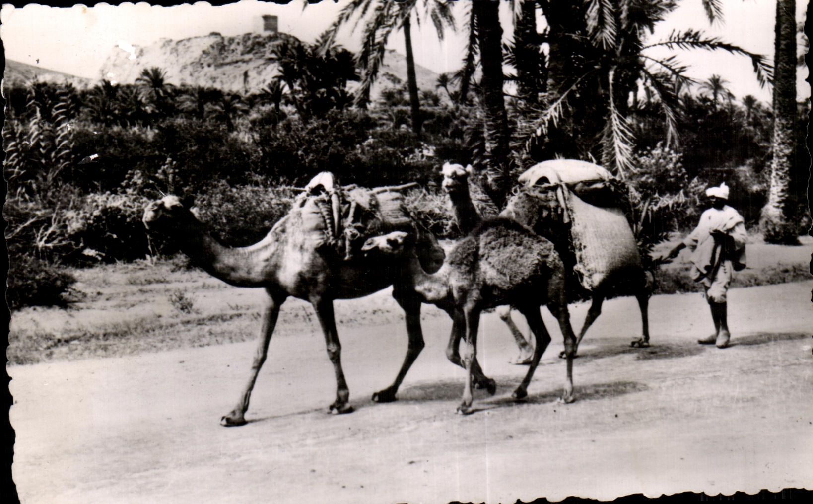CPA Maroc Scenes et Types Fellai se rendant au Souk Camel Chameau