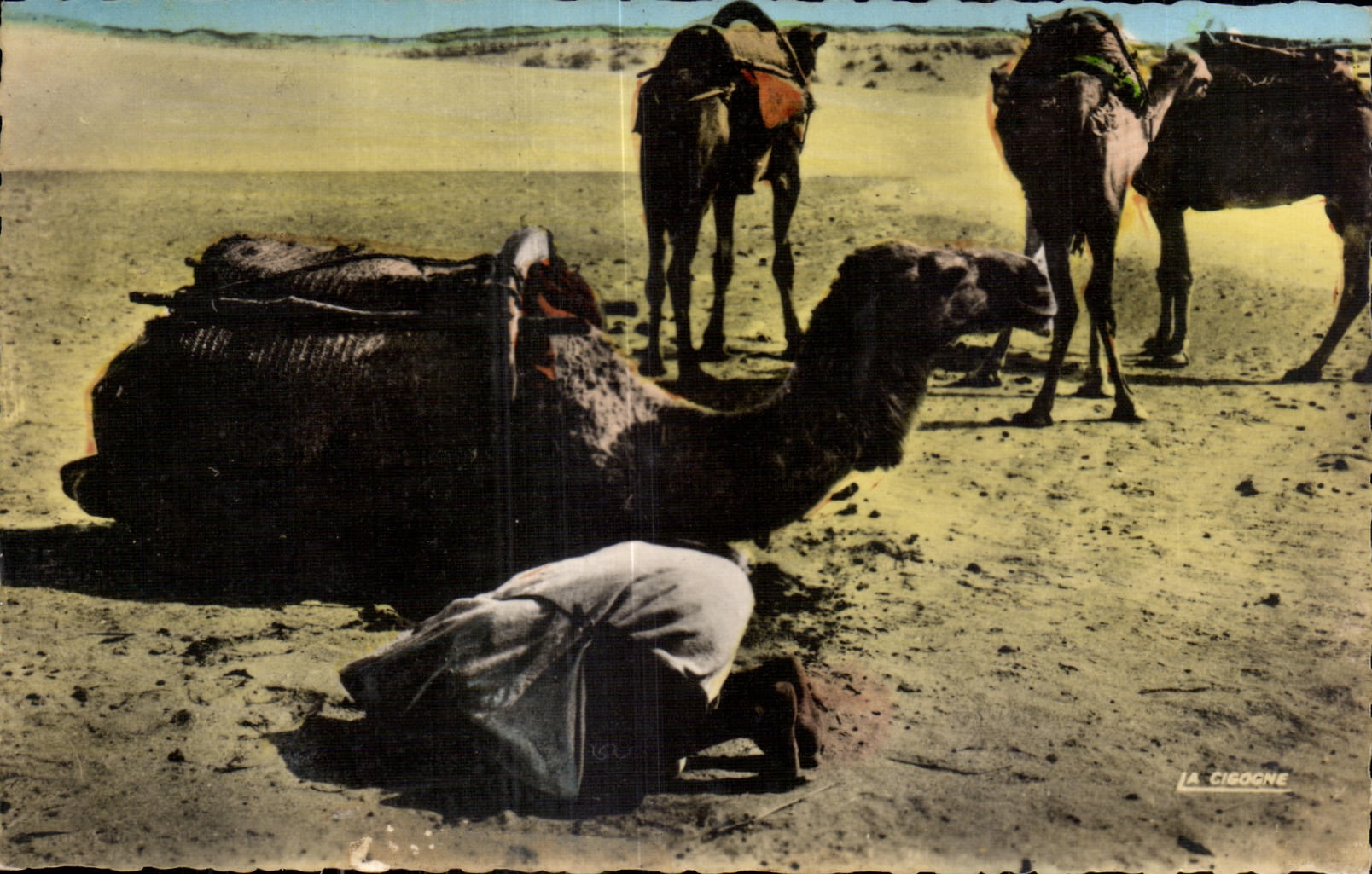 CPA Maroc Scenes et Types-La Priere dans les camel Chameau