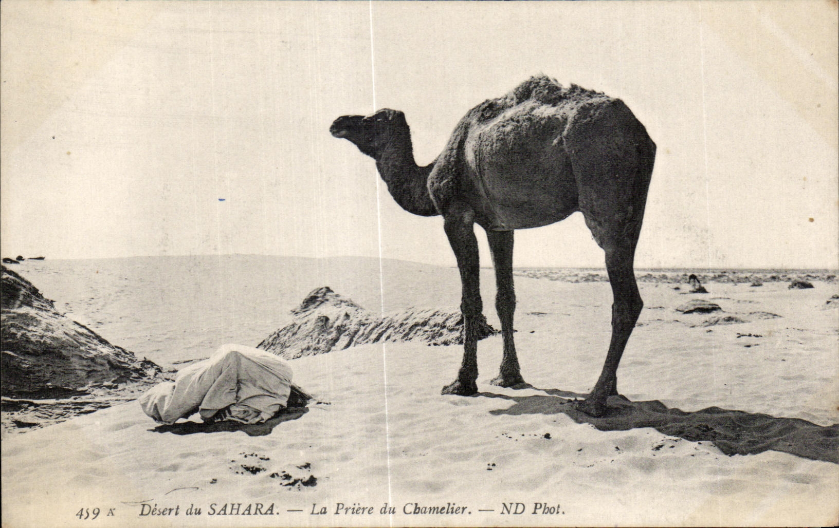 CPA Maroc Desert du Sahara La Priere du Chamelier Camel Chameau