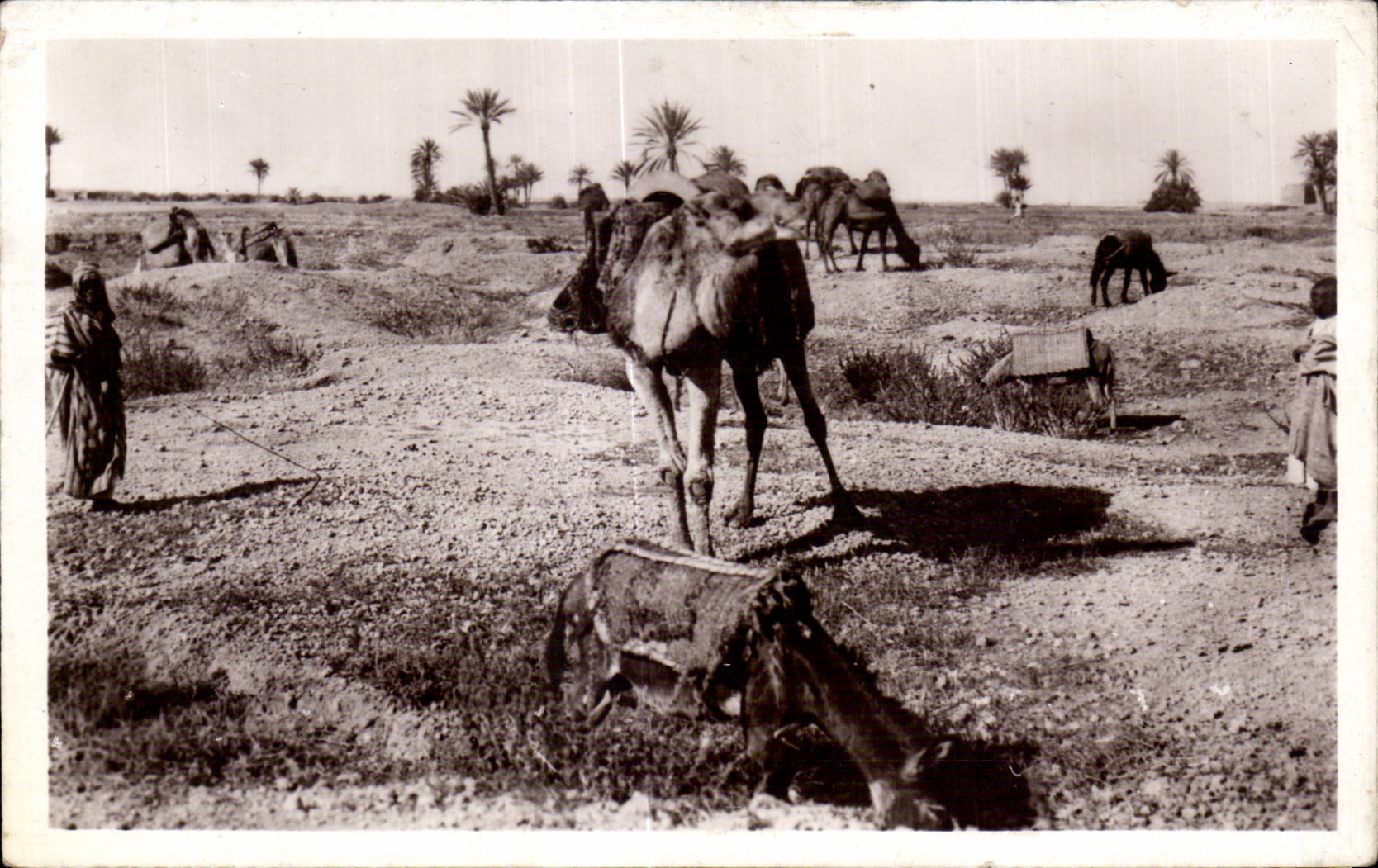 CPA Maroc ( Scenes et Types) Chameaux en paturage Camel