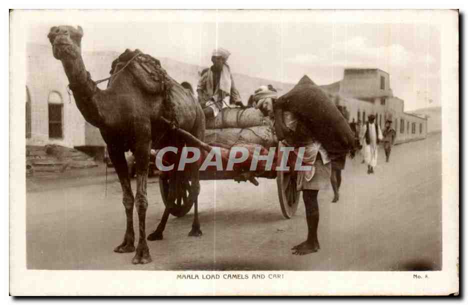 CPA Maroc Maala Load Camels And Cart Folklore Costume Chameau