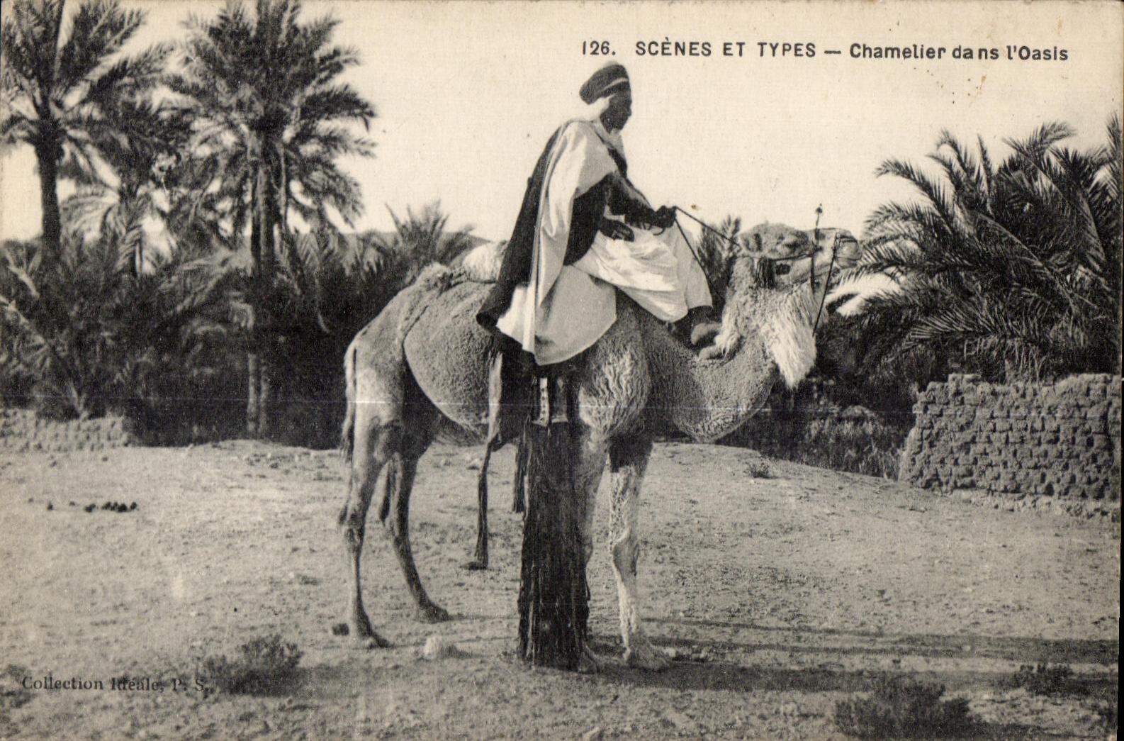 CPA Maroc Scenes Et Types Chamelier dans L Oasis Camel Chameau 