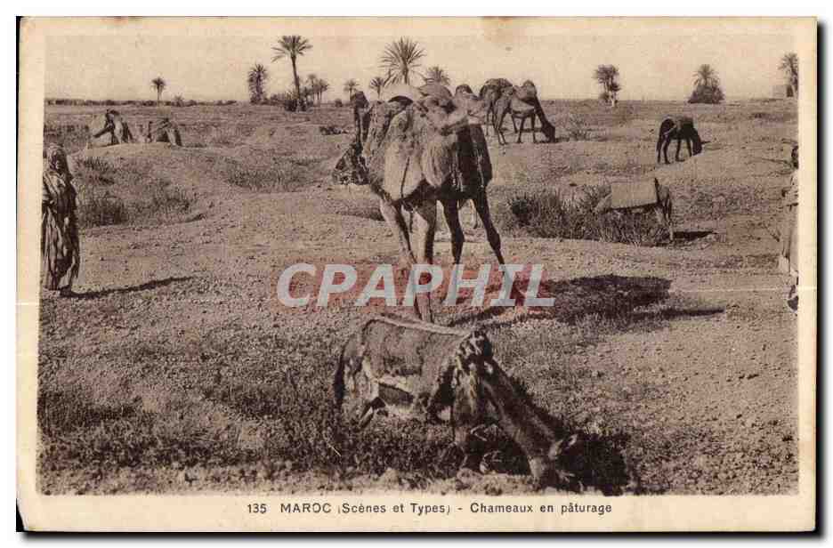 CPA Maroc Scenes et Types Chameaux en paturage Camel