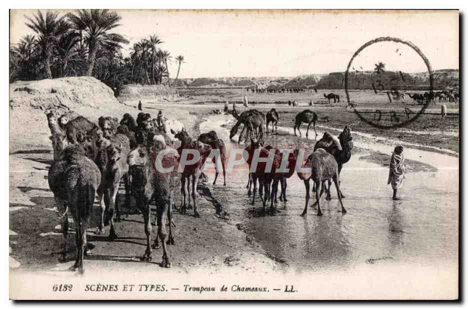 CPA Maroc Scenes et types Troupeau le Chameaux Camel Chameau
