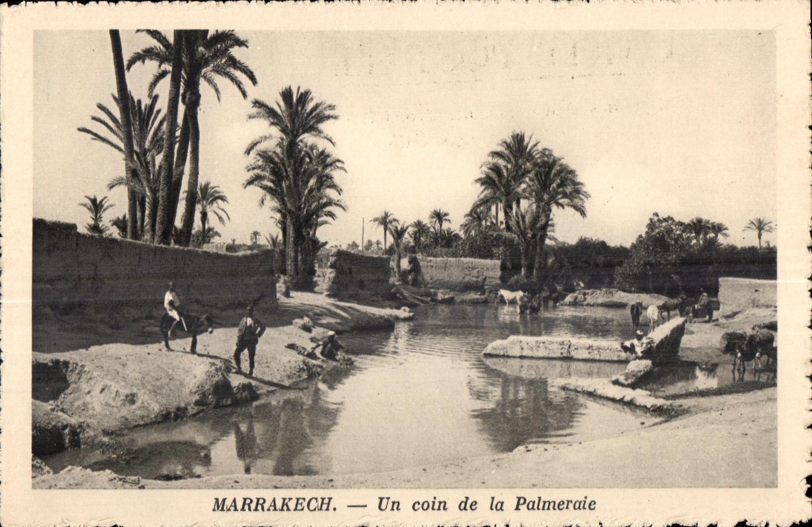 CPA Maroc Marrakech Un coin de la Palmeraie