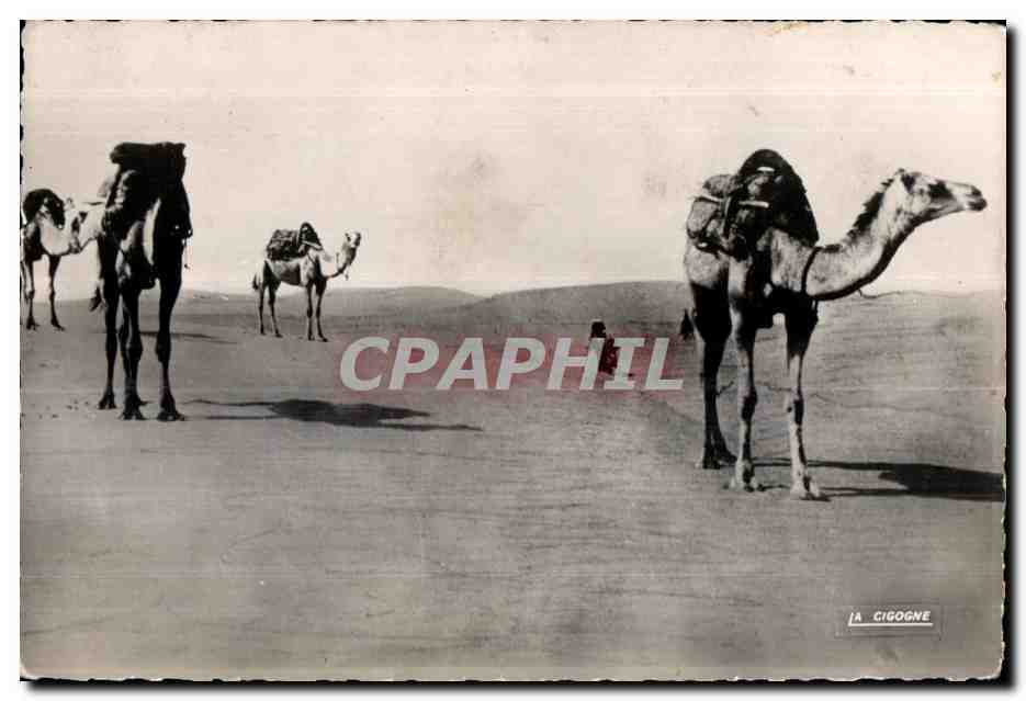 CPA Maroc Scenes et Types Charneaux dans les dunes Camel Chameau
