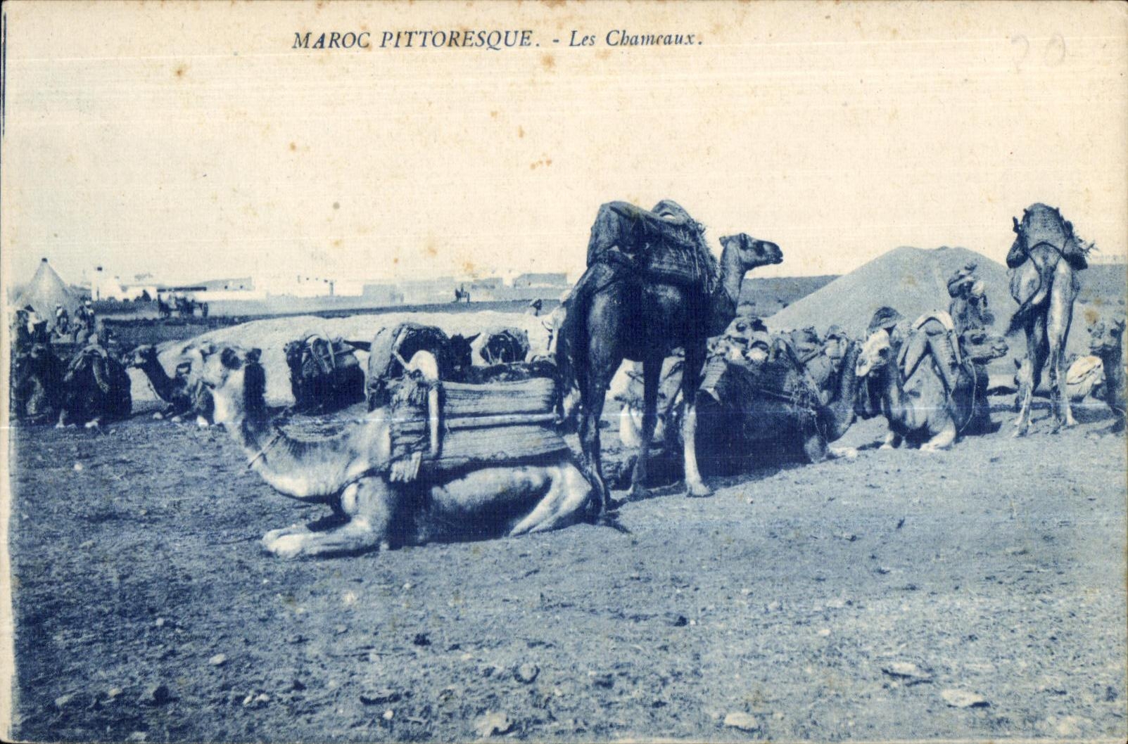 CPA Maroc Maroc Pittoresque Les Chameaux Camel Chameau 