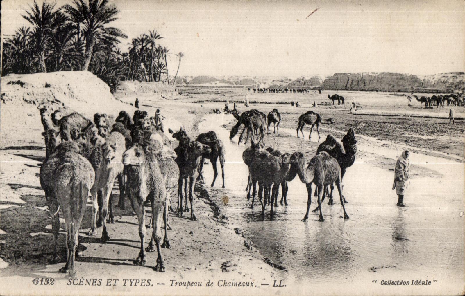 CPA Maroc Scenes Et Types Troupeau de Chameaux Camel Chameau 