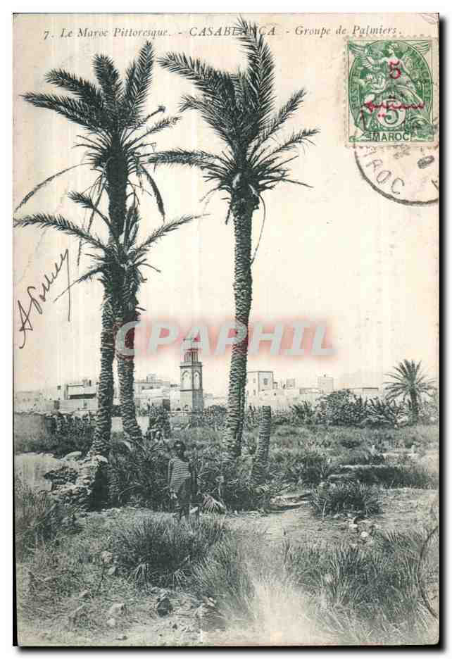 CPA La Maroc Pittoresque Casablanca Groupe de Palmiers