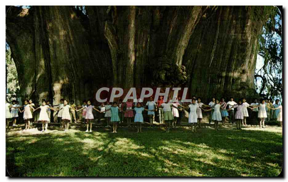 Kinder vor dem Tule-Baum — Oaxaca, Mexiko — 'Vistacolor'-Postkarte Nr. V2632