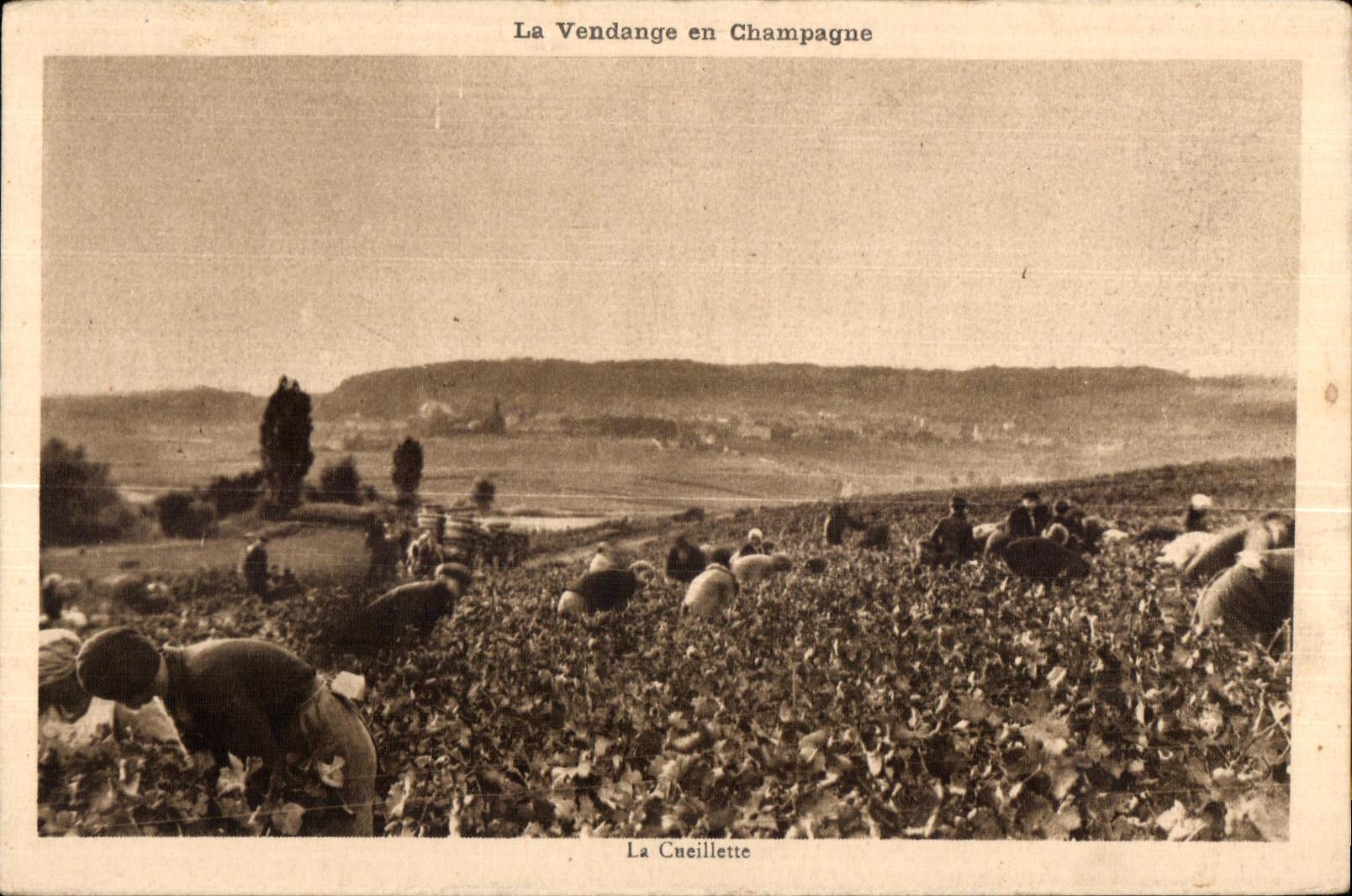 CPA La Vendange en Champagne La Cueillette moet et Chandon 