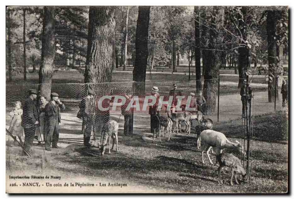 CPA Nancy Un coin de la Pepiniere Les Antilopes Zoo 