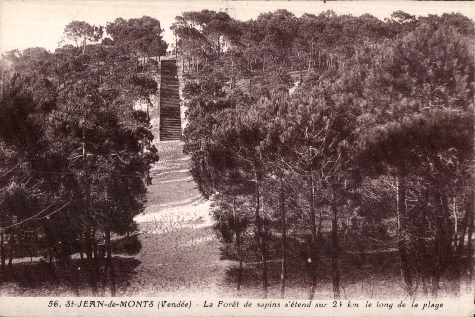 St-JEAN-de-MONTS (Vendée) — Forêt de sapins s'étendant sur 2½ km le long de la plage — J. Nozais, Nantes