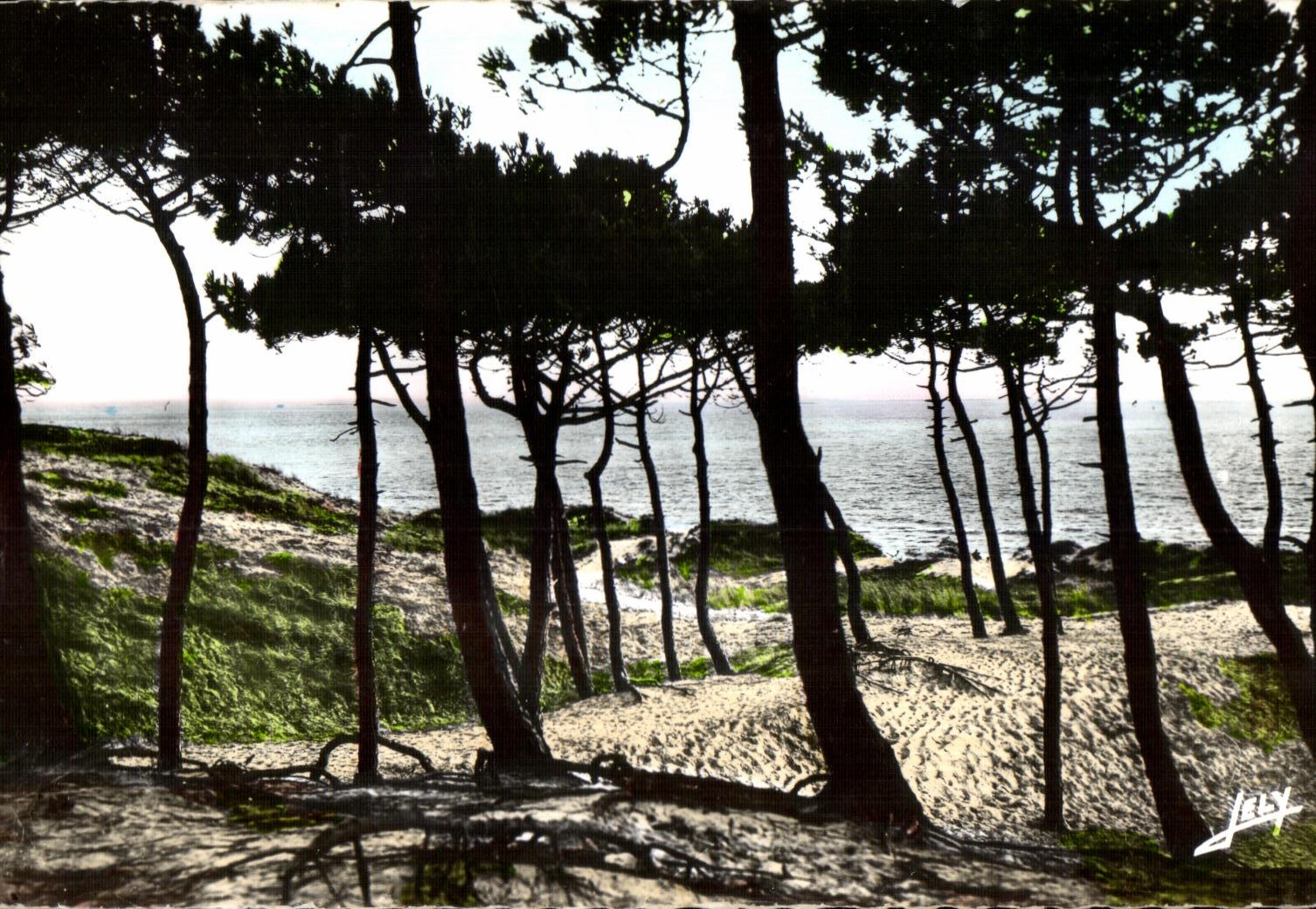 La Mer à travers la Forêt des Demoiselles — ST-JEAN-de-MONTS (Vendée) — Editions JELLY-FOURIN