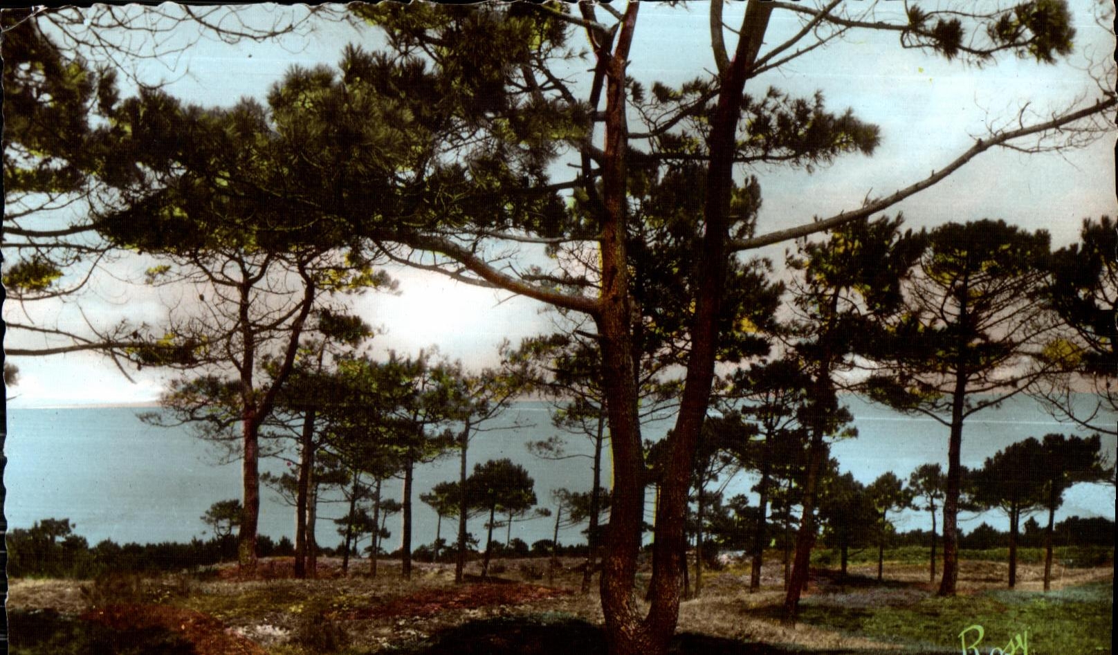 Forêt de Monts — Entre Saint-Jean et Notre-Dame-de-Monts — F. Chapeau, éditeur, n°102