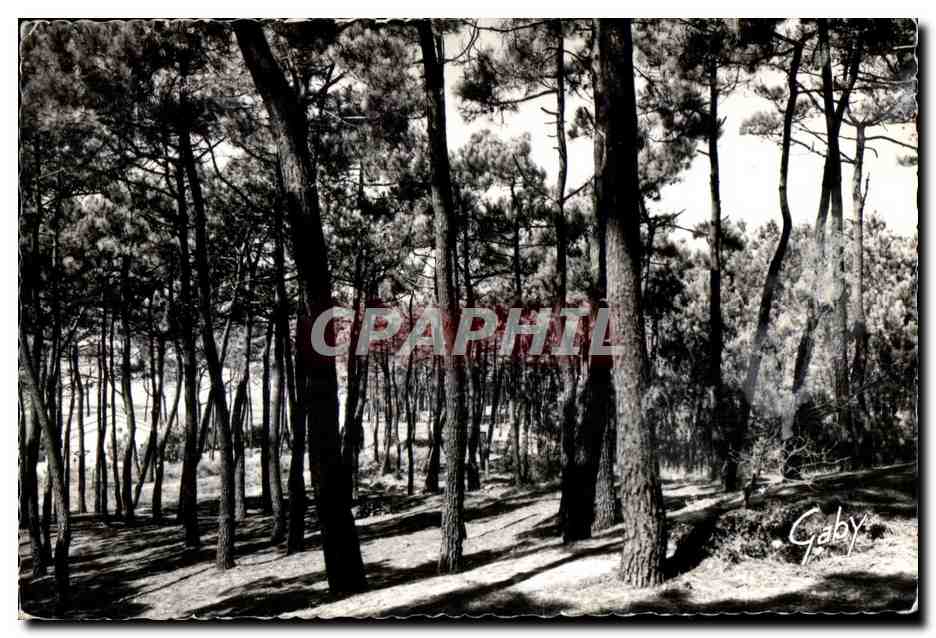 CPSM Env de Saint Nicolas de Bre (Vendee) Bretignolles sur Mer Foret des Dunes