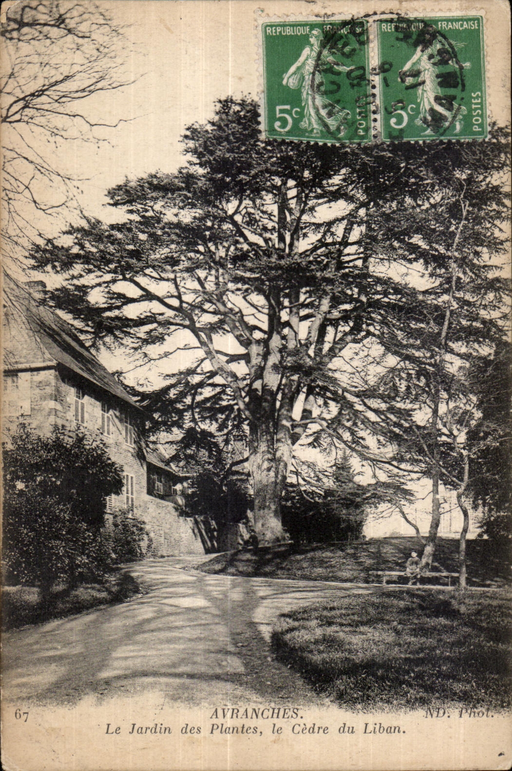 Avranches — Le Jardin des Plantes, le Cèdre du Liban — ND. Phot.