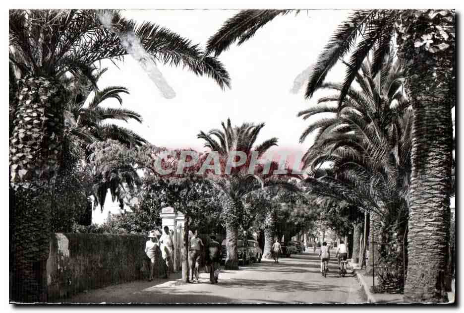 CPA La Cote D Azur Sanary Sur Mer Avenue de Port Issol