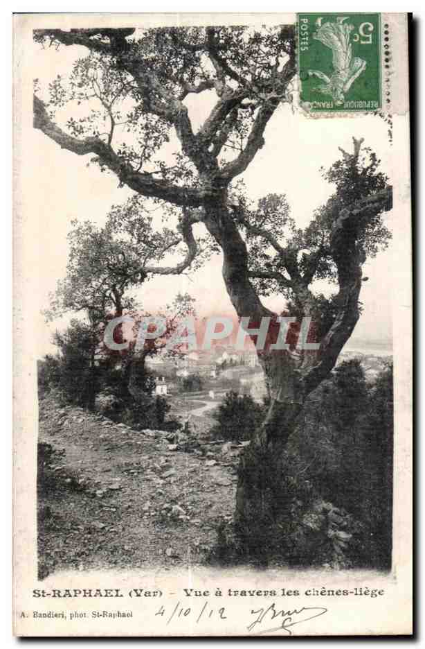 CPA St Raphael Vue a travers les chenes liege