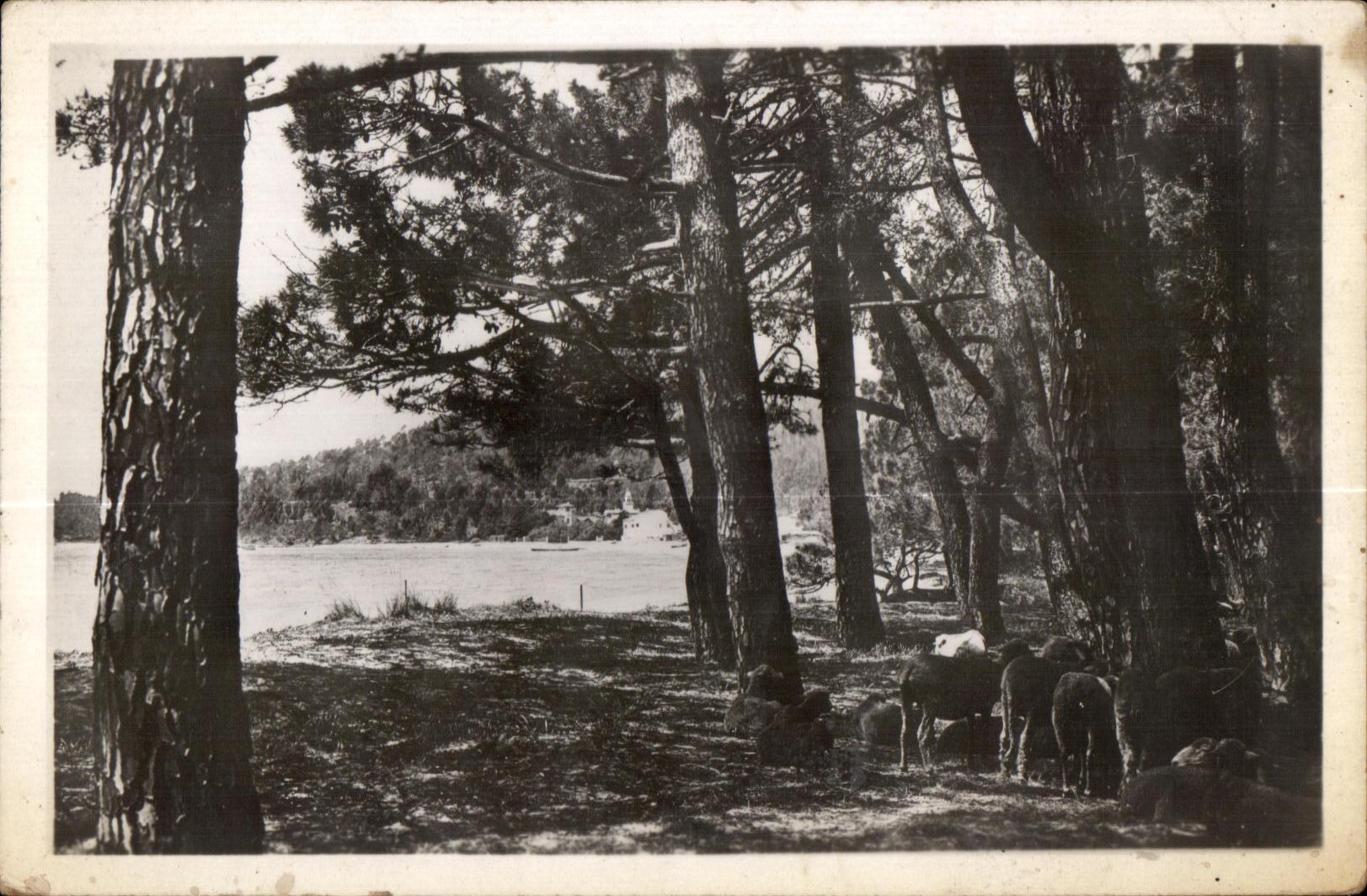 CPA La Cote d Azur Cavaliere La Pinede
