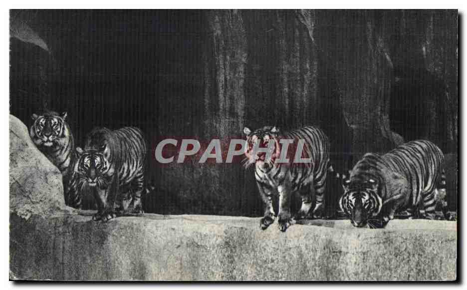 Un beau groupe de Tigres — Muséum National d'Histoire Naturelle, Parc Zoologique du Bois de Vincennes — Société Civile GFA Marival