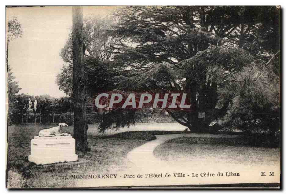 Montmorency - Parc de l'Hôtel de Ville - Le Cèdre du Liban — E. M.