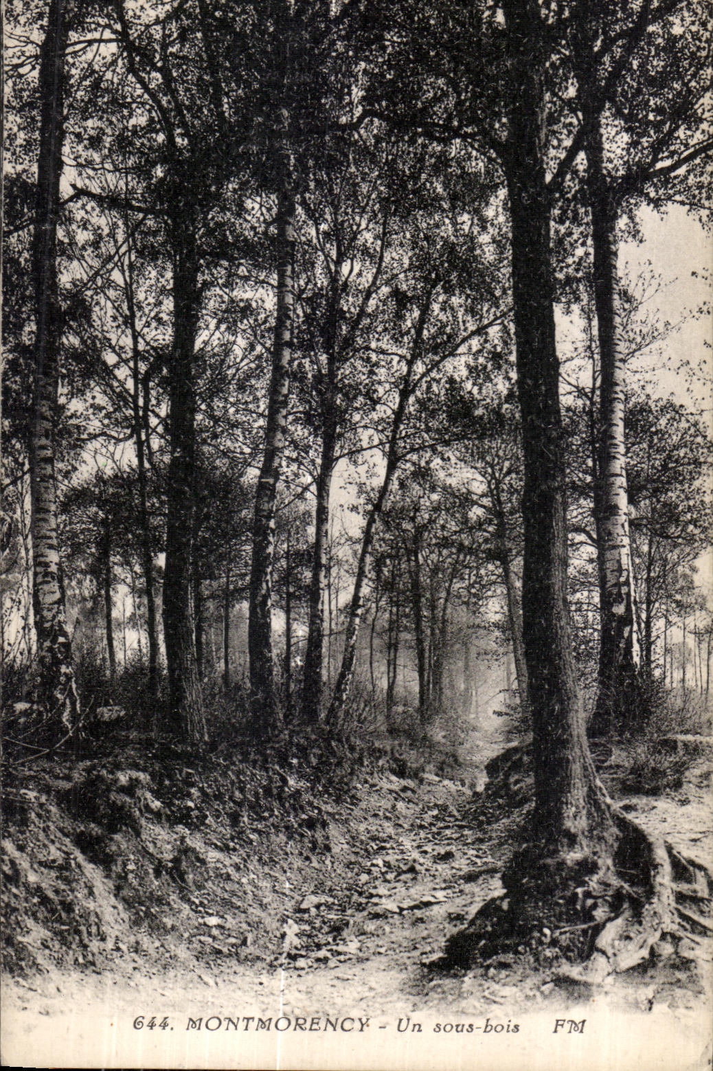 Montmorency - Un sous-bois — FM, n° 644