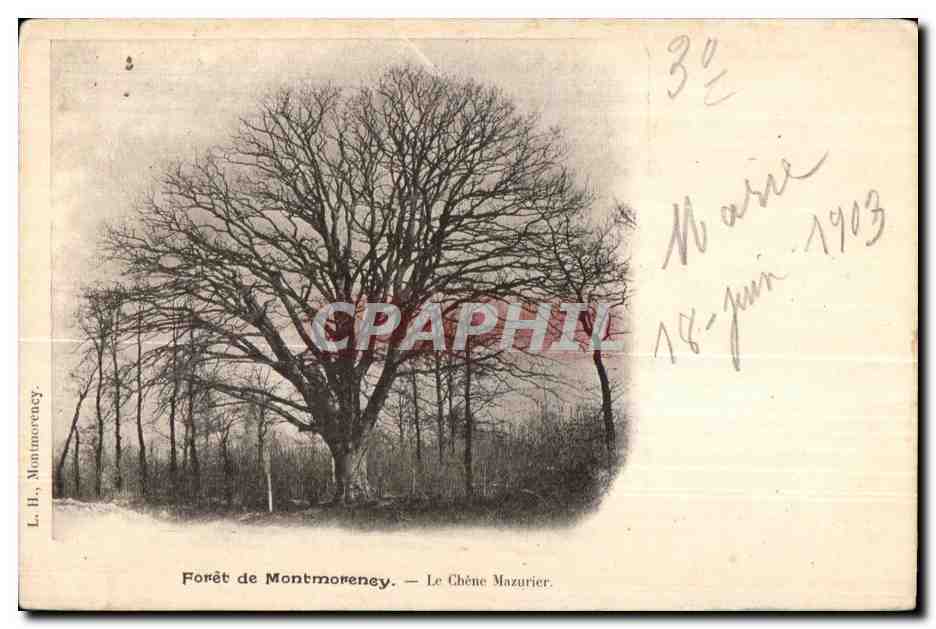 Forêt de Montmorency — Le Chêne Mazurier — L. H. Montmorency