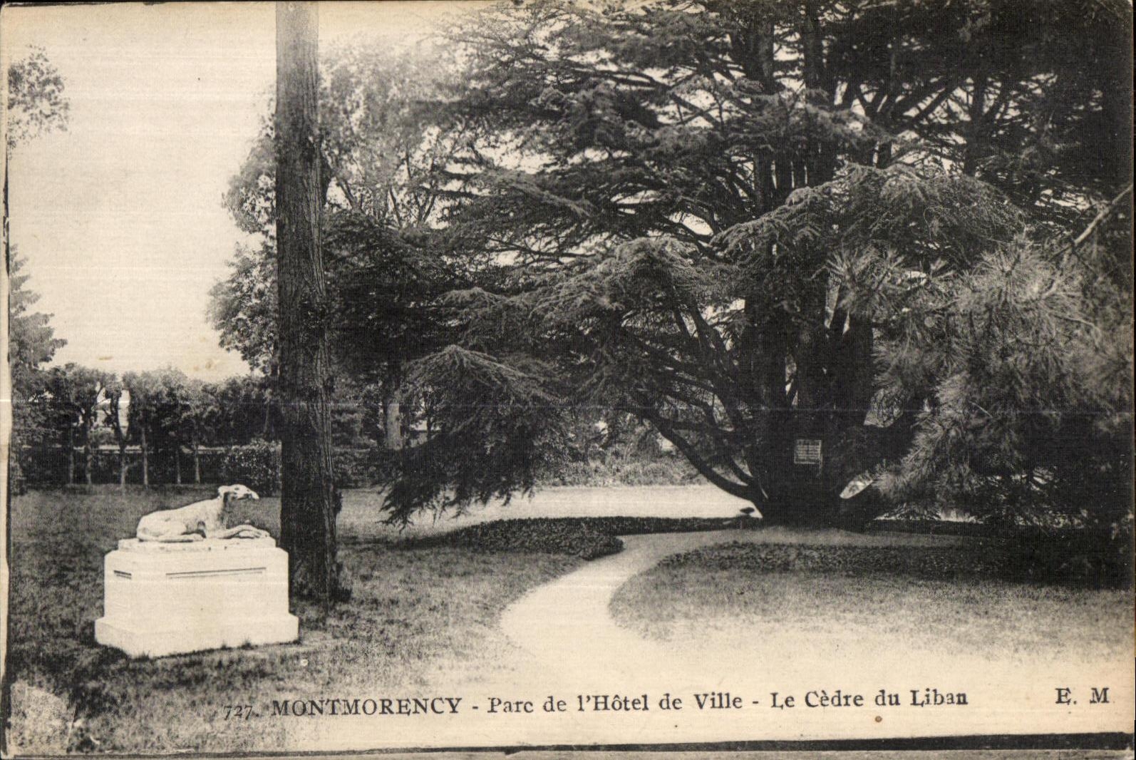 Montmorency - Parc de l'Hôtel de Ville - Le Cèdre du Liban