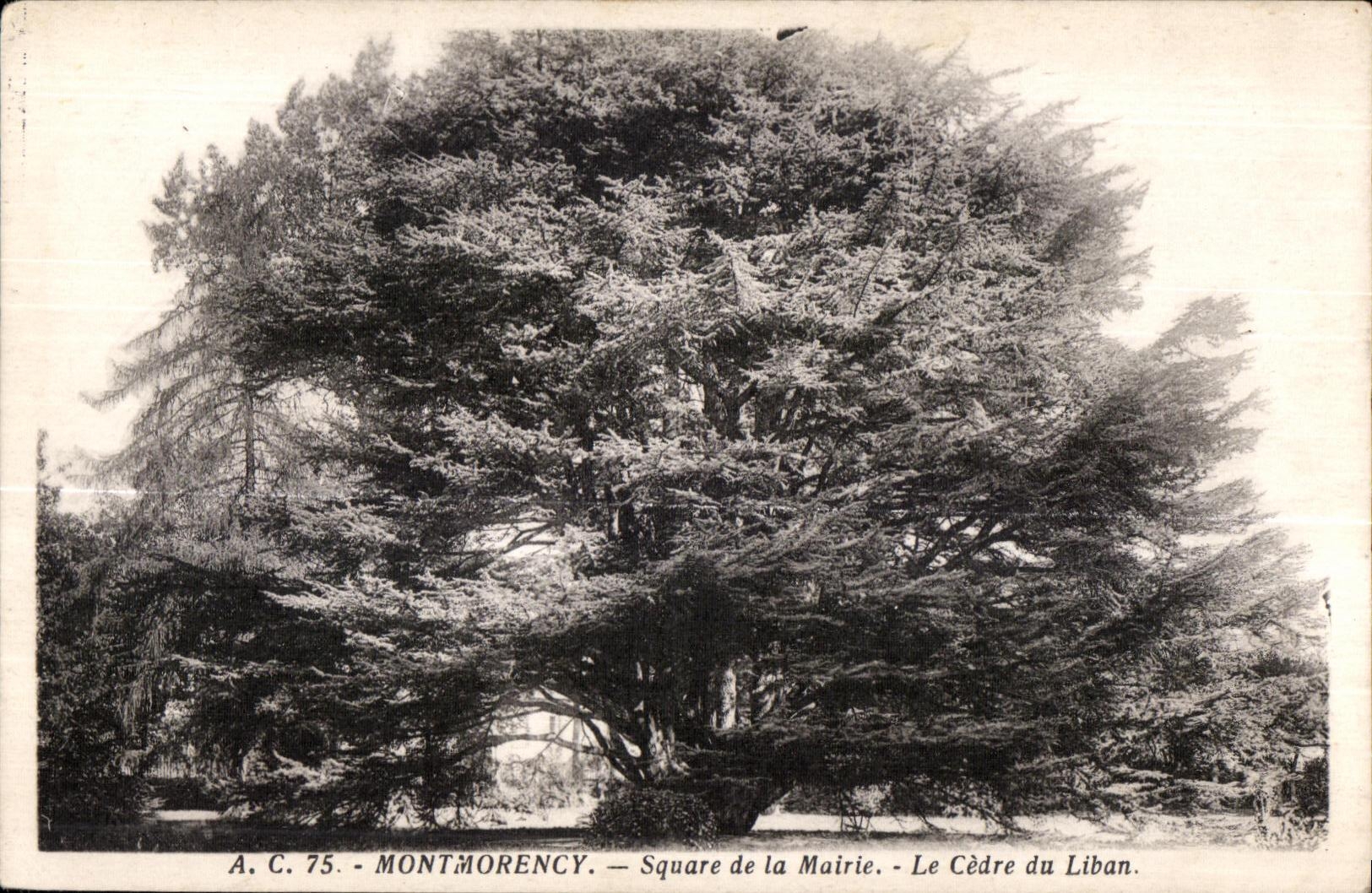 Montmorency — Square de la Mairie — Le Cèdre du Liban